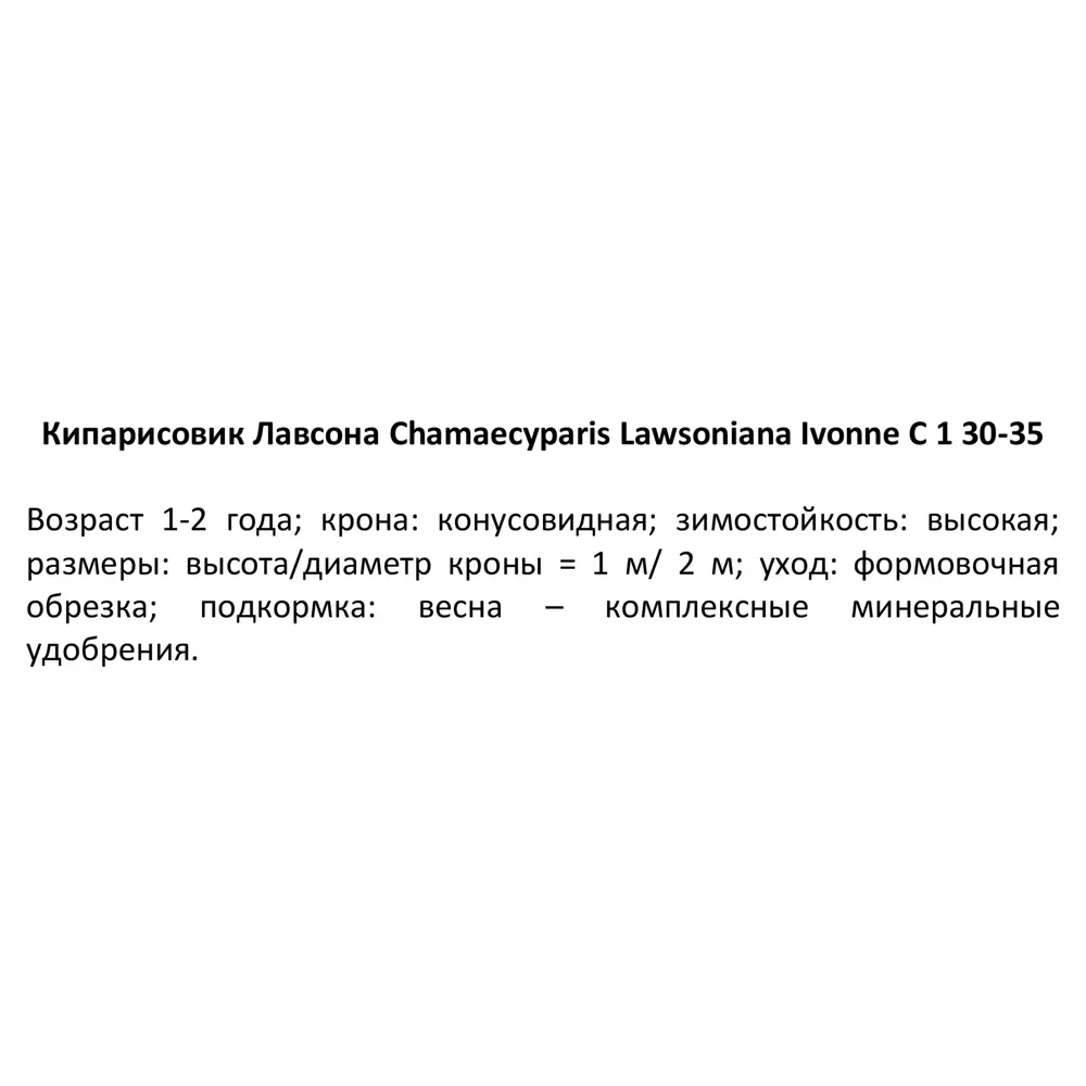 Кипарисовик Лавсона «Ивонне» С1, 30-35 см PLANTMARKET STLM-2094289 - Вид №2