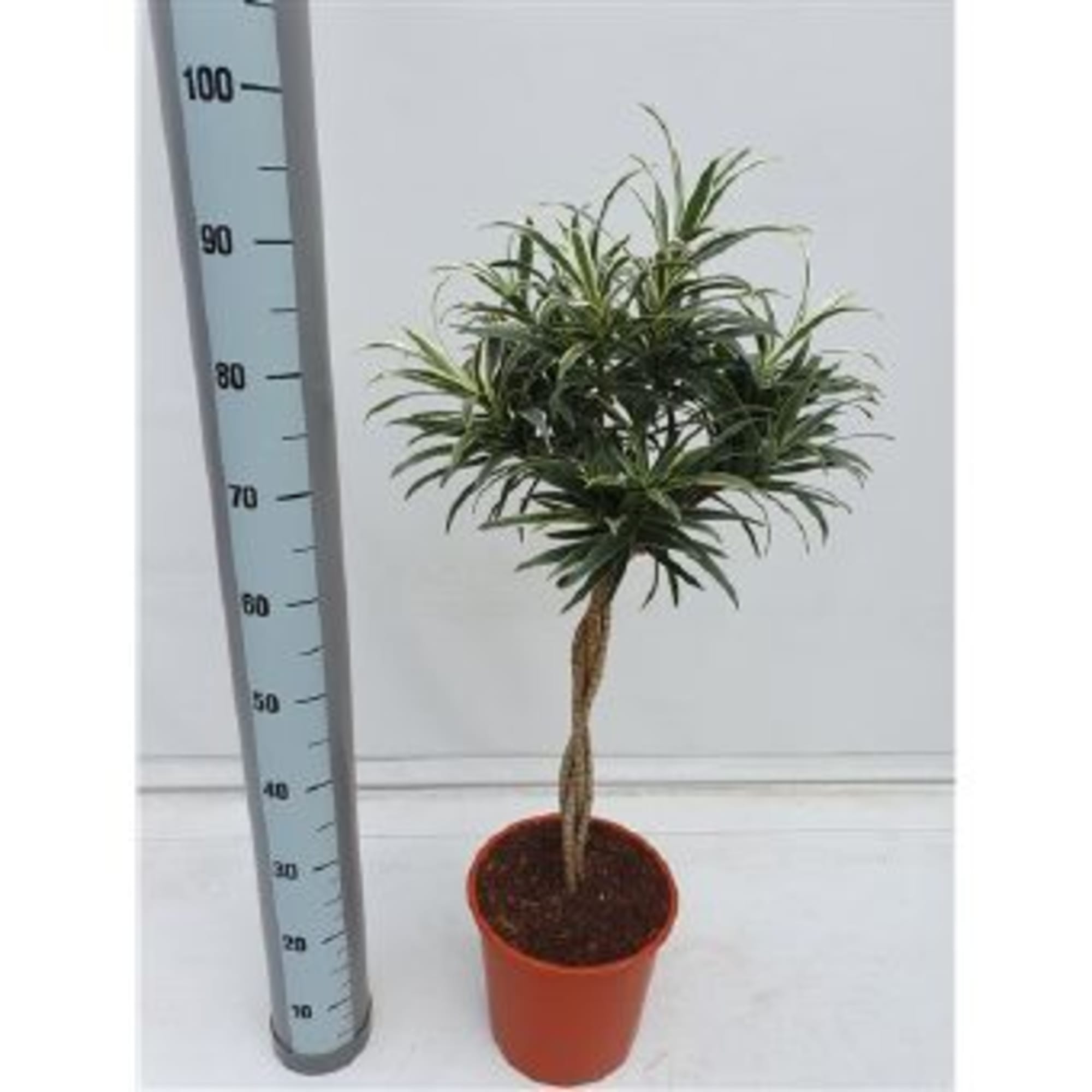 82850316 Драцена Рефлекса переплетённая 24х110 см Santreyd 