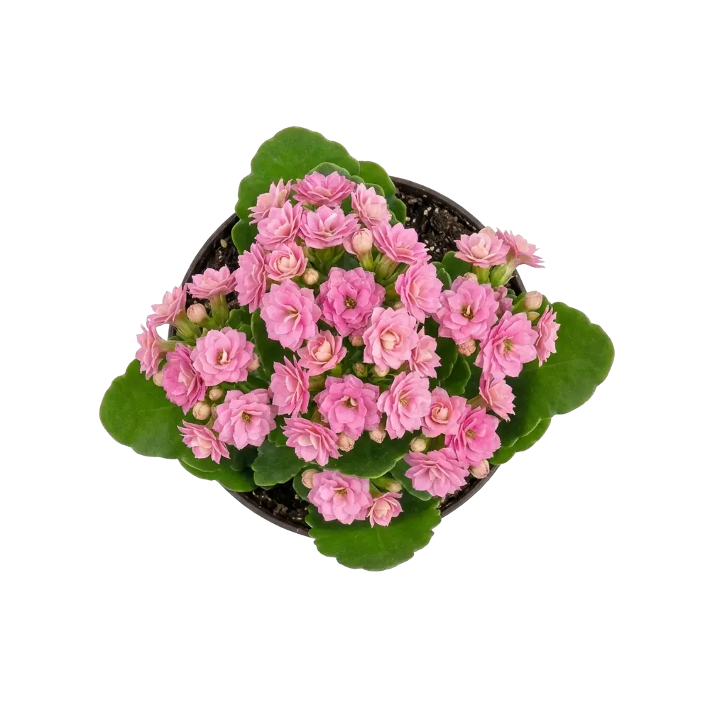 Каланхое Спэшл двухцветное микс ø9 h19 см 89434556 STLM-2196228 Santreyd  - Вид №2