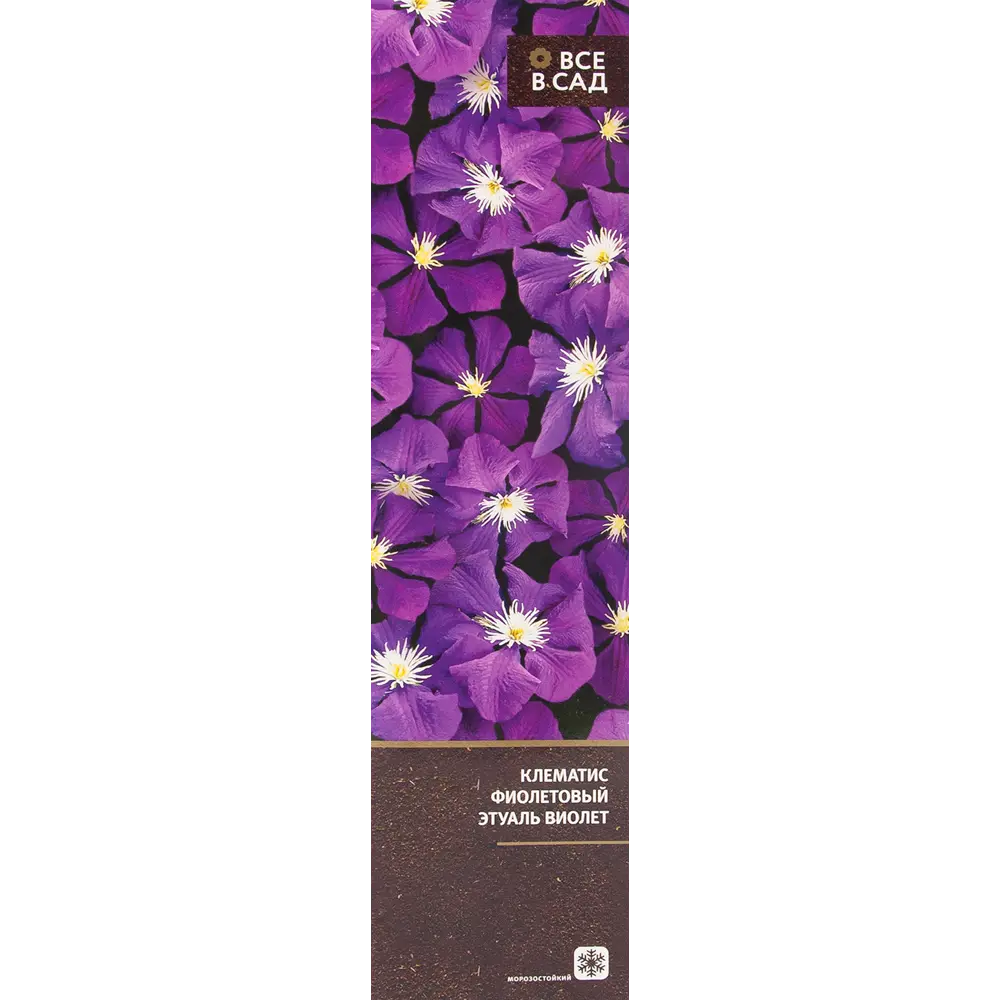 Клематис фиолетовый Этуаль Виолет в тубе ВСЕ В САД STLM-2007278