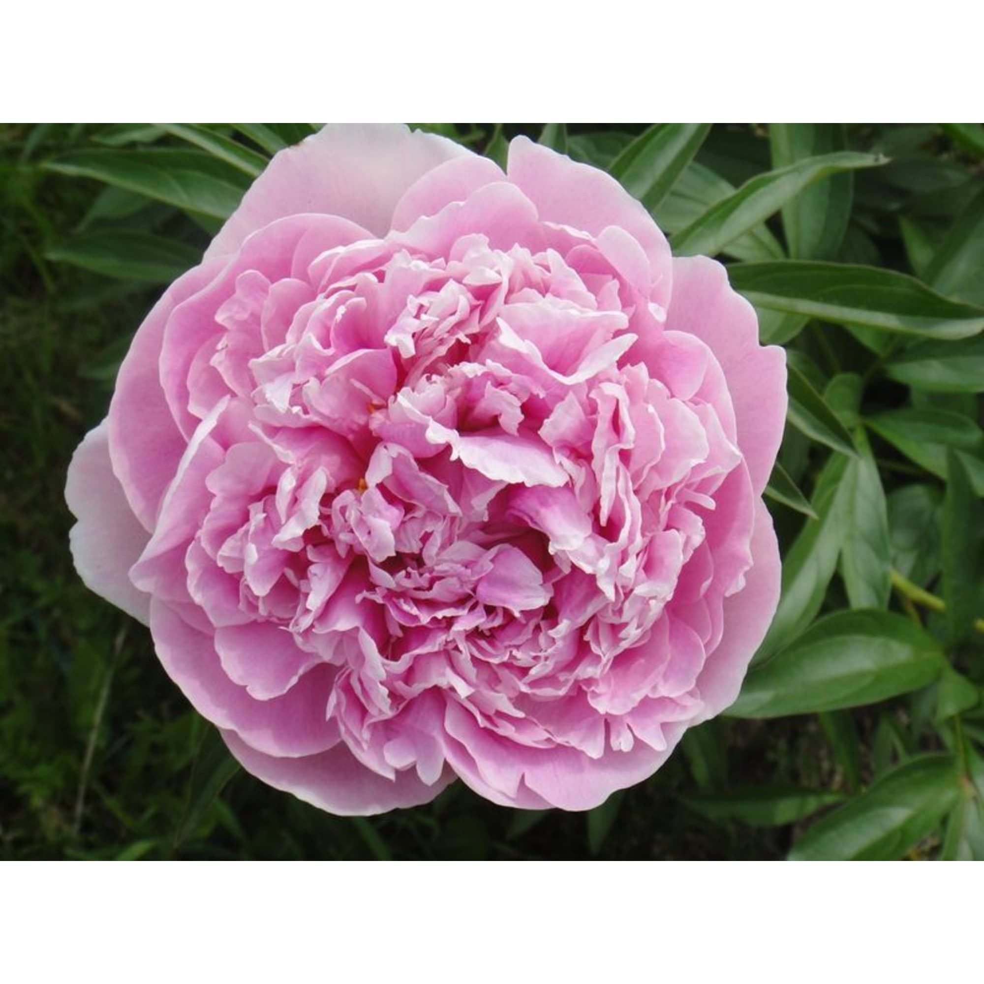 85324445 Пион молочноцветковый Сара Бернар ø14 h50 см Santreyd 