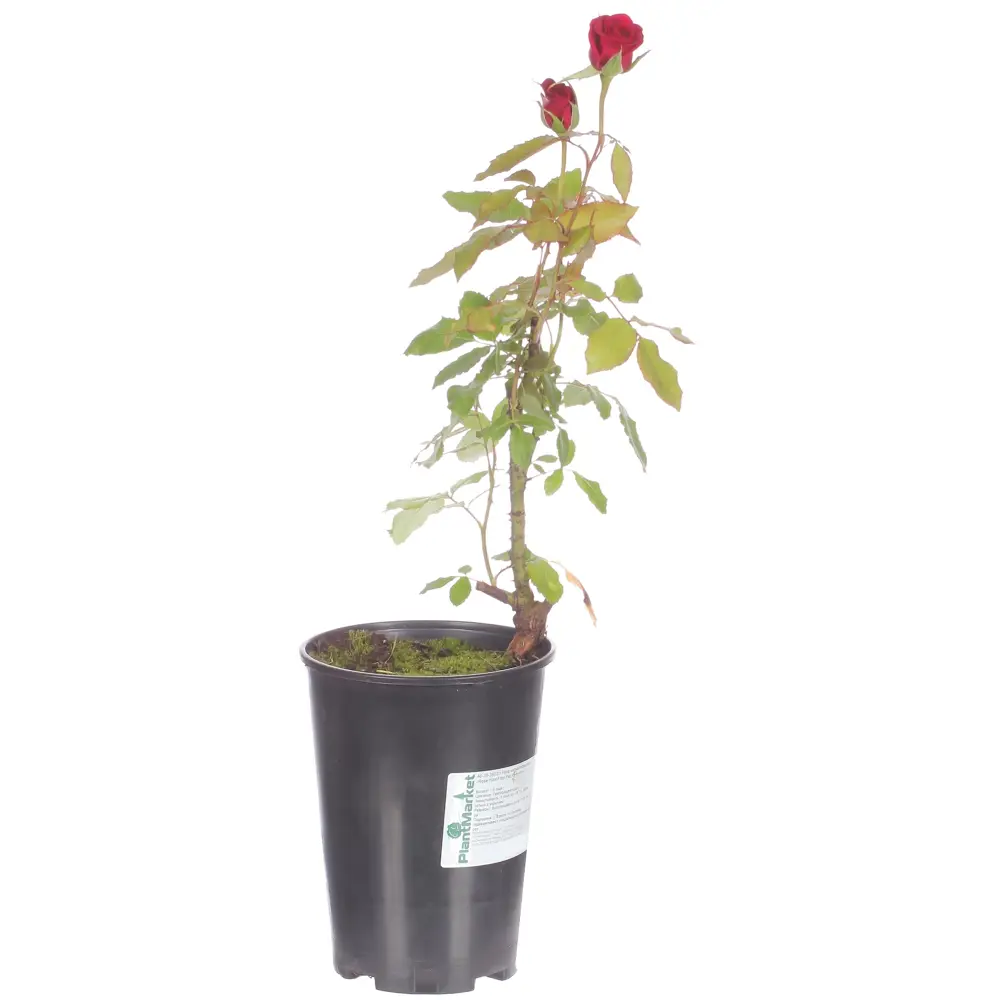 Роза чайно-гибридная «Интуишн» С2, цвет красный 81969320 STLM-2211428 PLANTMARKET 