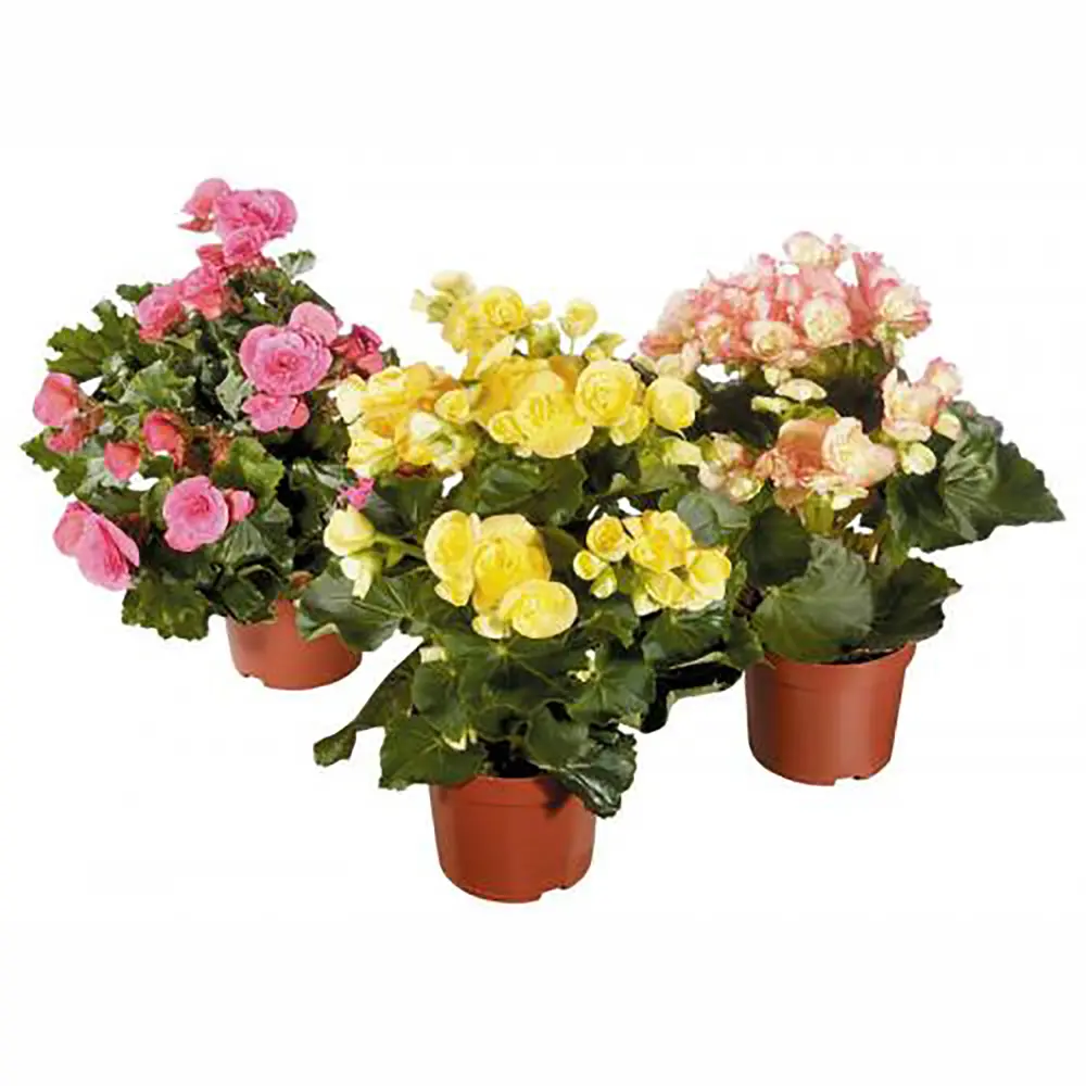Бегония микс 13х30 см 13798891 STLM-2170061 Santreyd 