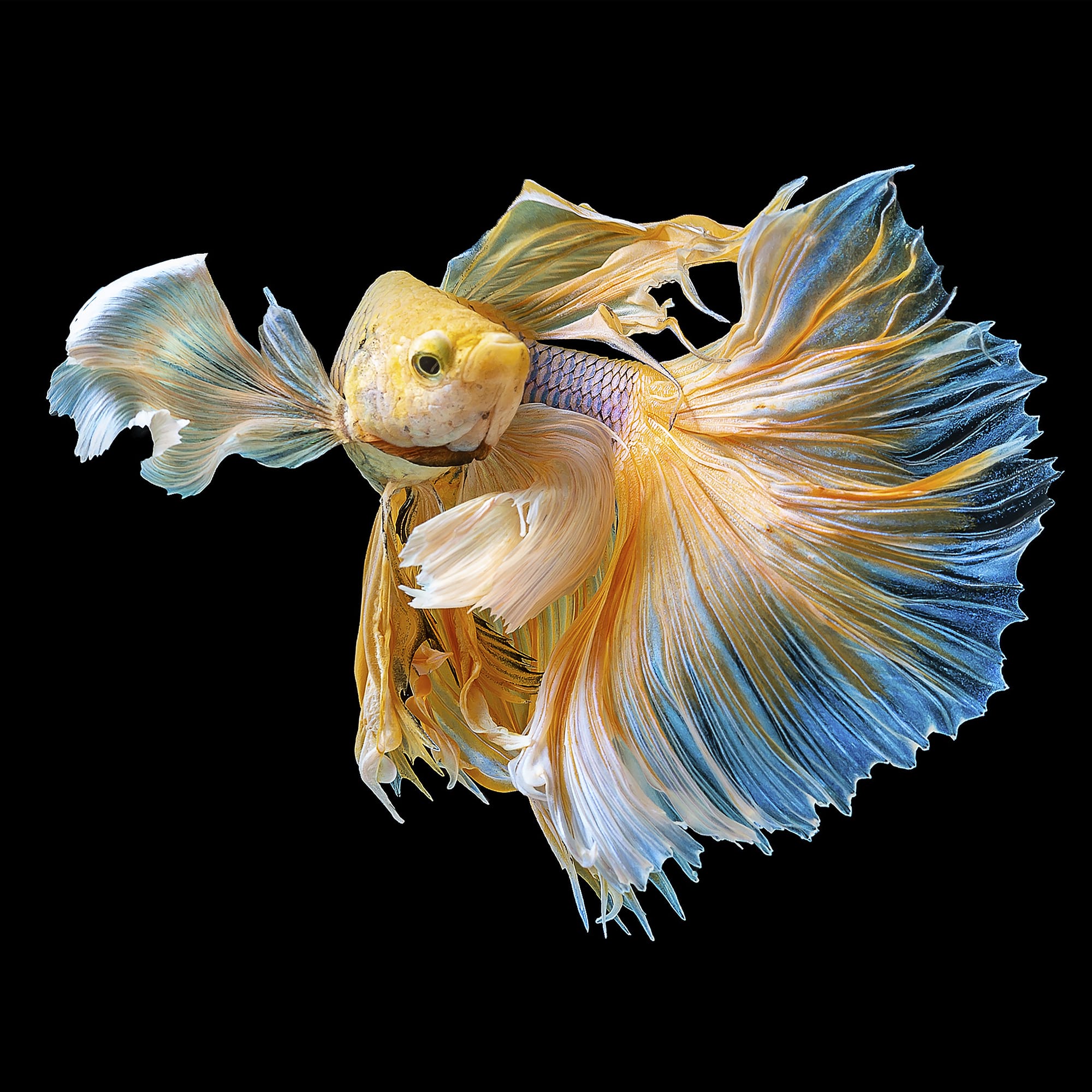 82523504 Картина на стекле «Рыба золотая» 40х40 см Santreyd 