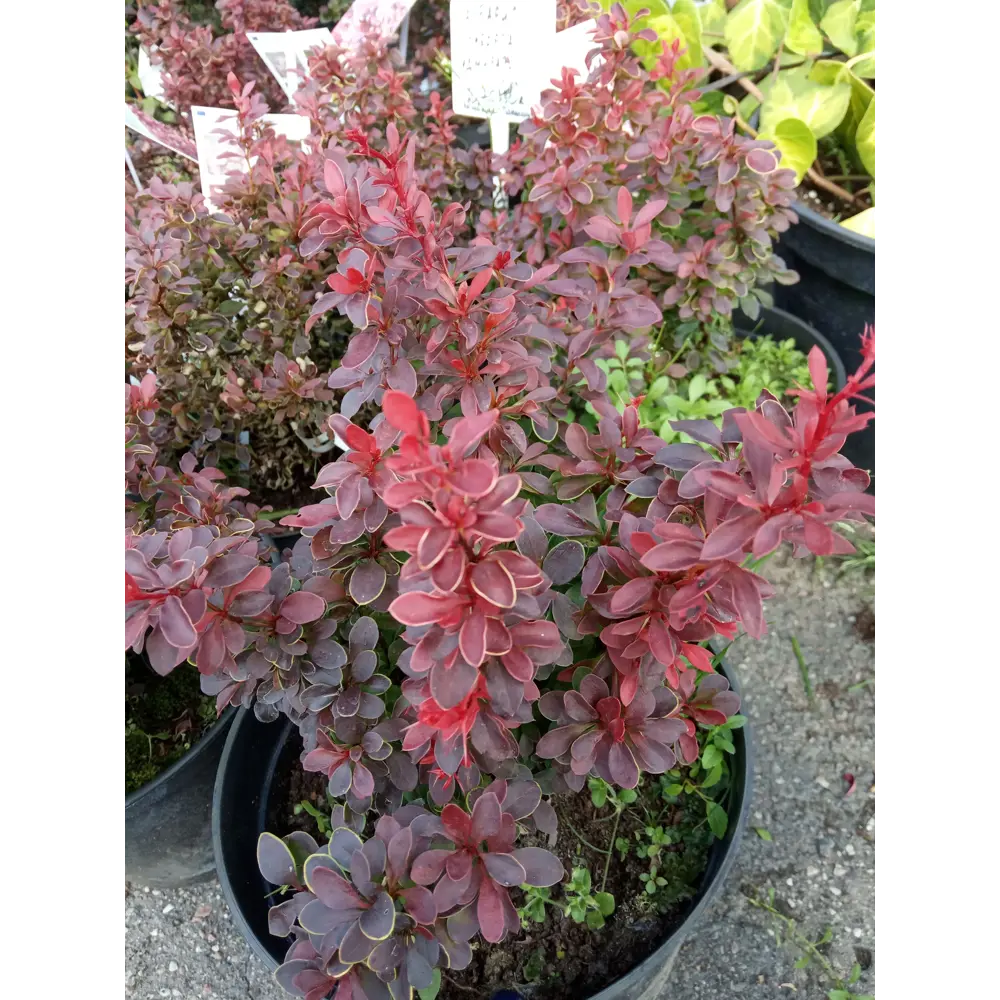Барбарис Тунберга «Ред Пиллар» 9x15 см PLANTMARKET STLM-2202347 - Вид №1