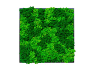 Растительная картина в лишайниках