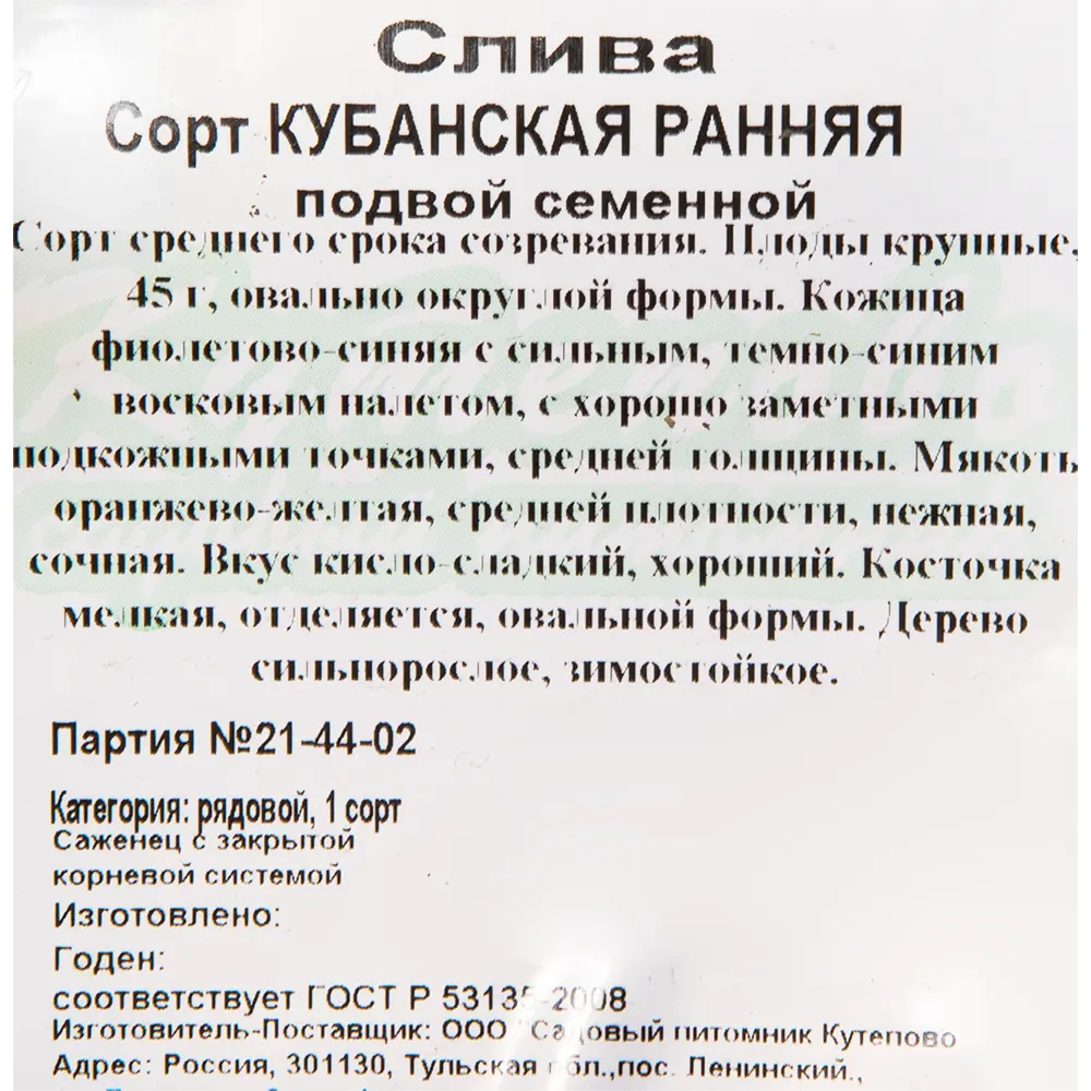 Слива «Кубанская ранняя» C4 высота 140 см 82597136 STLM-2171025 Santreyd  - Вид №1