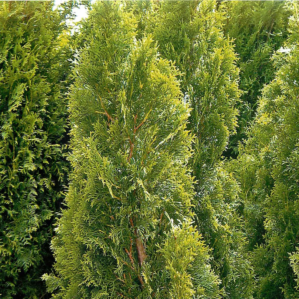 Туя запад Кубанский изумруд h50-80 С10 ГАВРИШ STLM-2171787