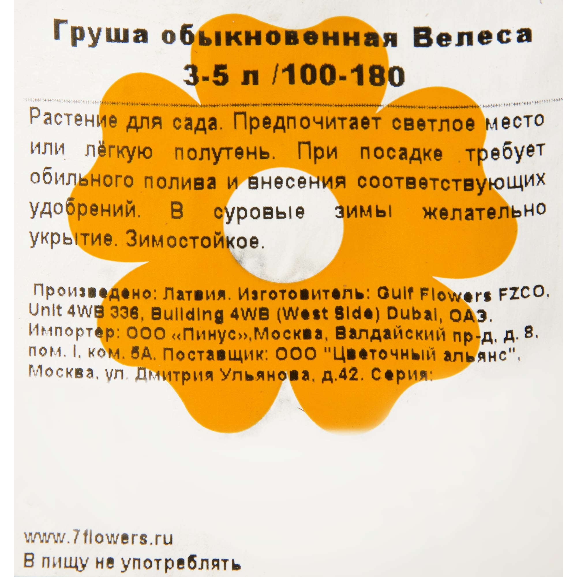 82176291 Груша обыкновенная «Велеса» 3-5 л 100-180 см Santreyd  - Вид №1