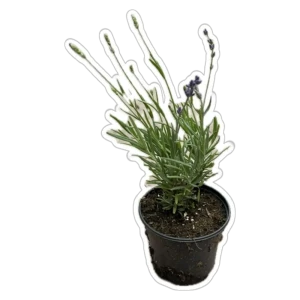 Лаванда садовая рассада в горшке ø11 см 89433286