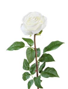 30.0612100WH Роза Соло Нью большая белая Цветочная коллекция
