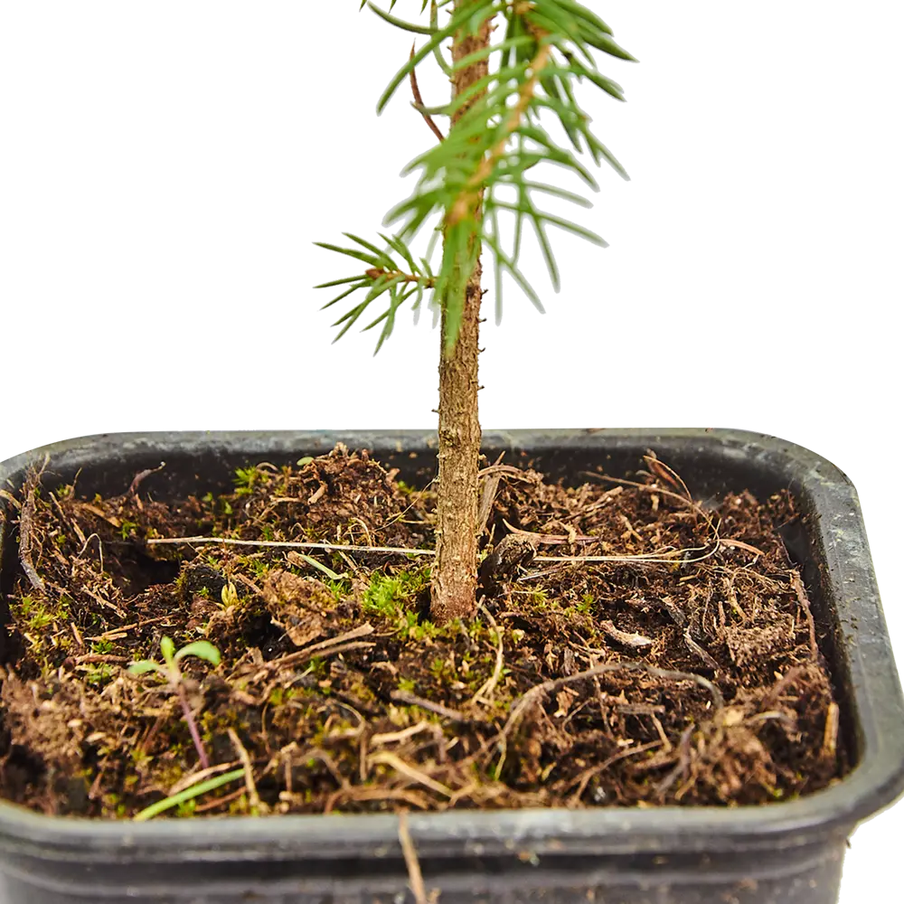 Ель колючая Р9 в подарочном пакете Santreyd STLM-2144464 - Вид №2