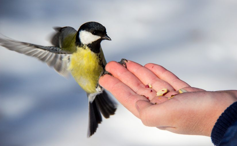 Чем можно и чем нельзя подкармливать птиц зимой
