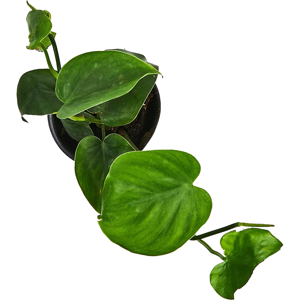 Santreyd Филодендрон Silver Sword с серебристыми листьями 89351066 STLM-0953990 - Вид №4