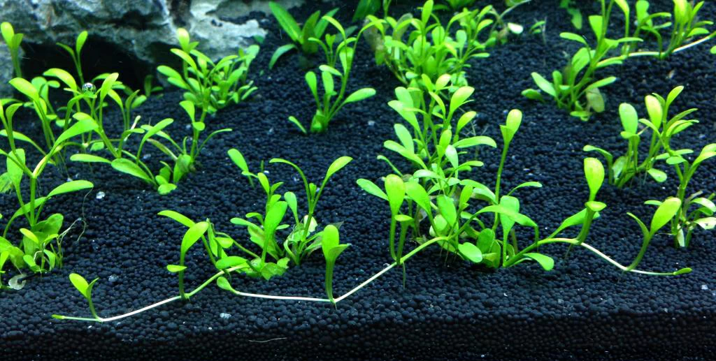 Питательный грунт для аквариумных растений | Блог аквариумиста