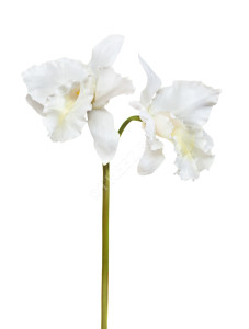 30.03080092WH_MDP Орхидея Каттлея крупная белая 42 см 2цв Цветочная коллекция