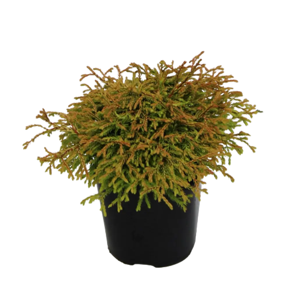 Туя западная Голден Таффет ø14 h25 см 84832910 STLM-2166674 PLANTMARKET 