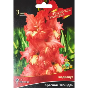 Гладиолус Красная Площадь, 3 шт 86410045 STLM-2010944