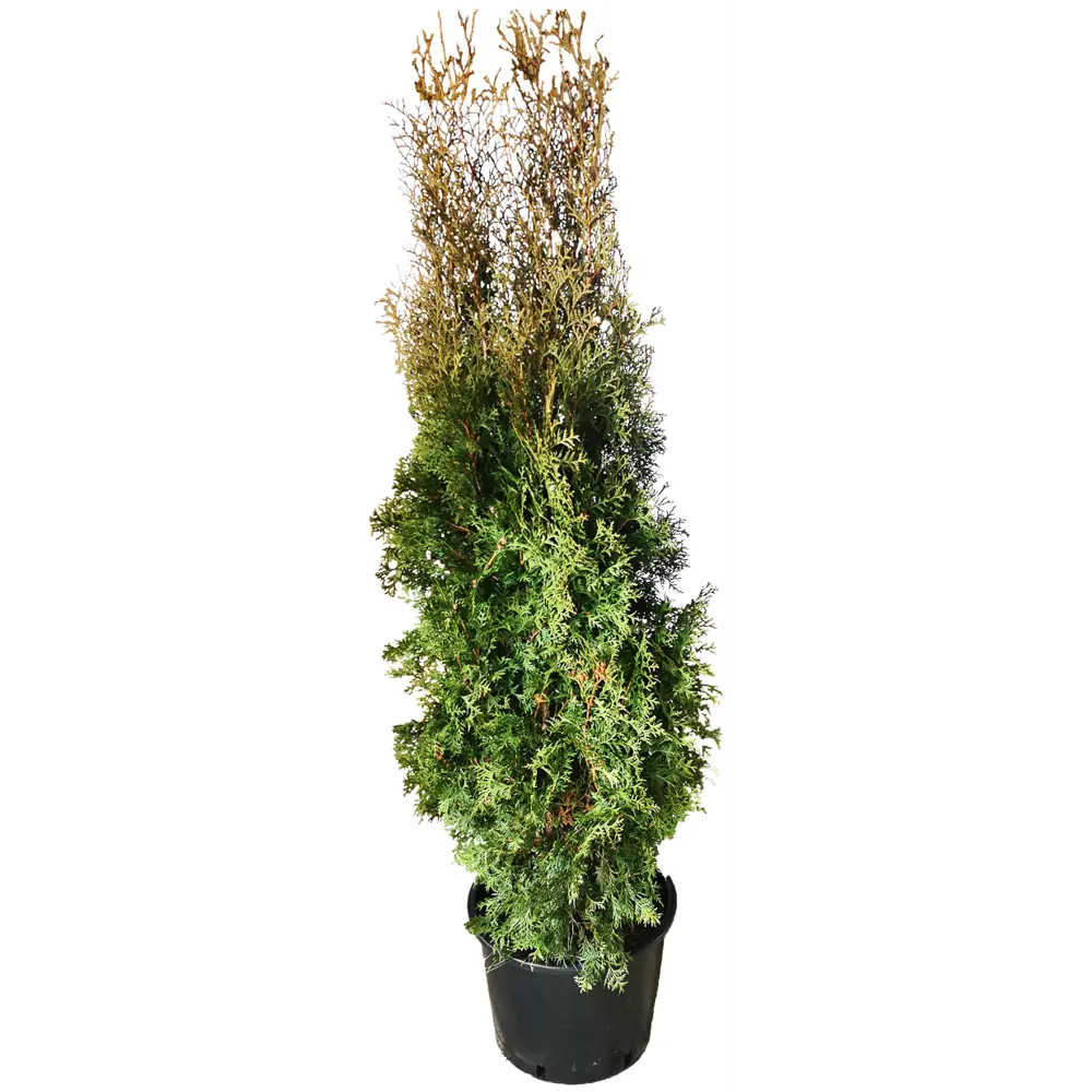 Туя западная Колумна h180 см МОНБЛАН STLM-2029974