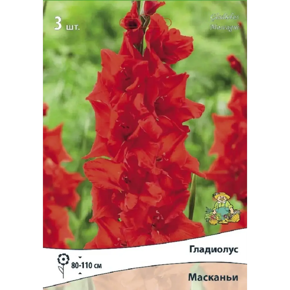 Гладиолус крупноцветковый Масканьи, 3 шт 89452310 STLM-2193570 ПОИСК 