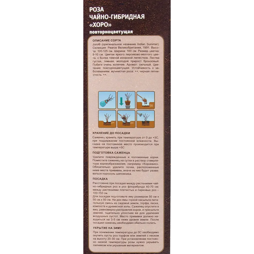 Роза чайно-гибридная Хоро в тубе ВСЕ В САД STLM-2182811 - Вид №2