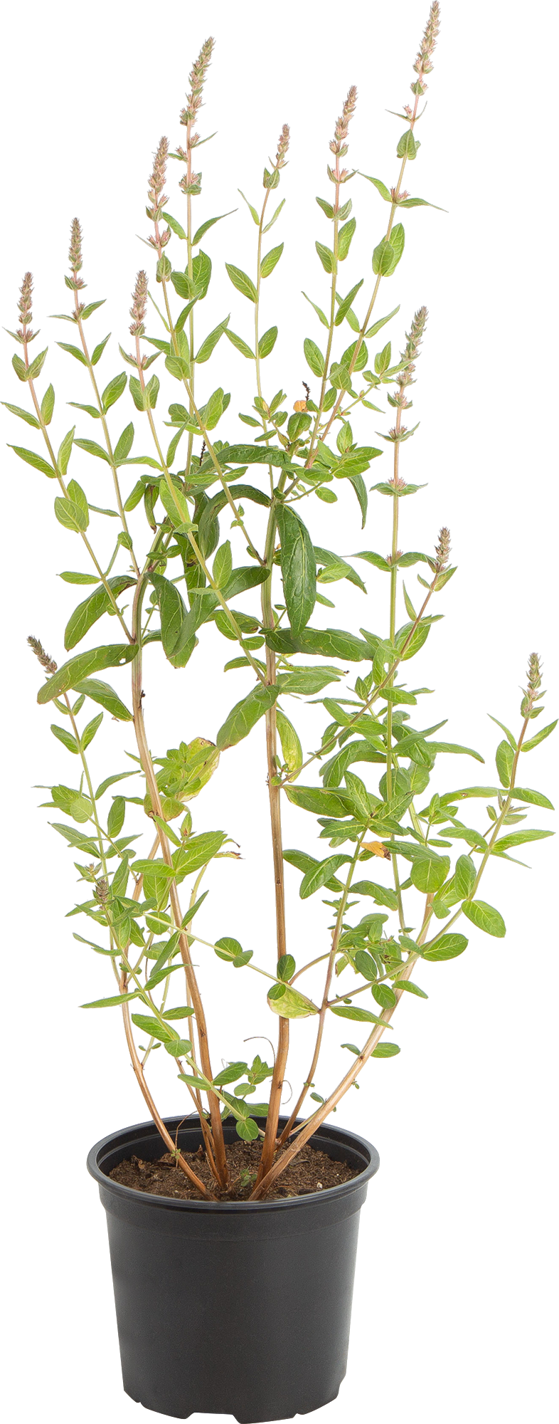 Дербенник иволистный Santreyd - многолетник с розовыми соцветиями 82219549 STLM-0022216