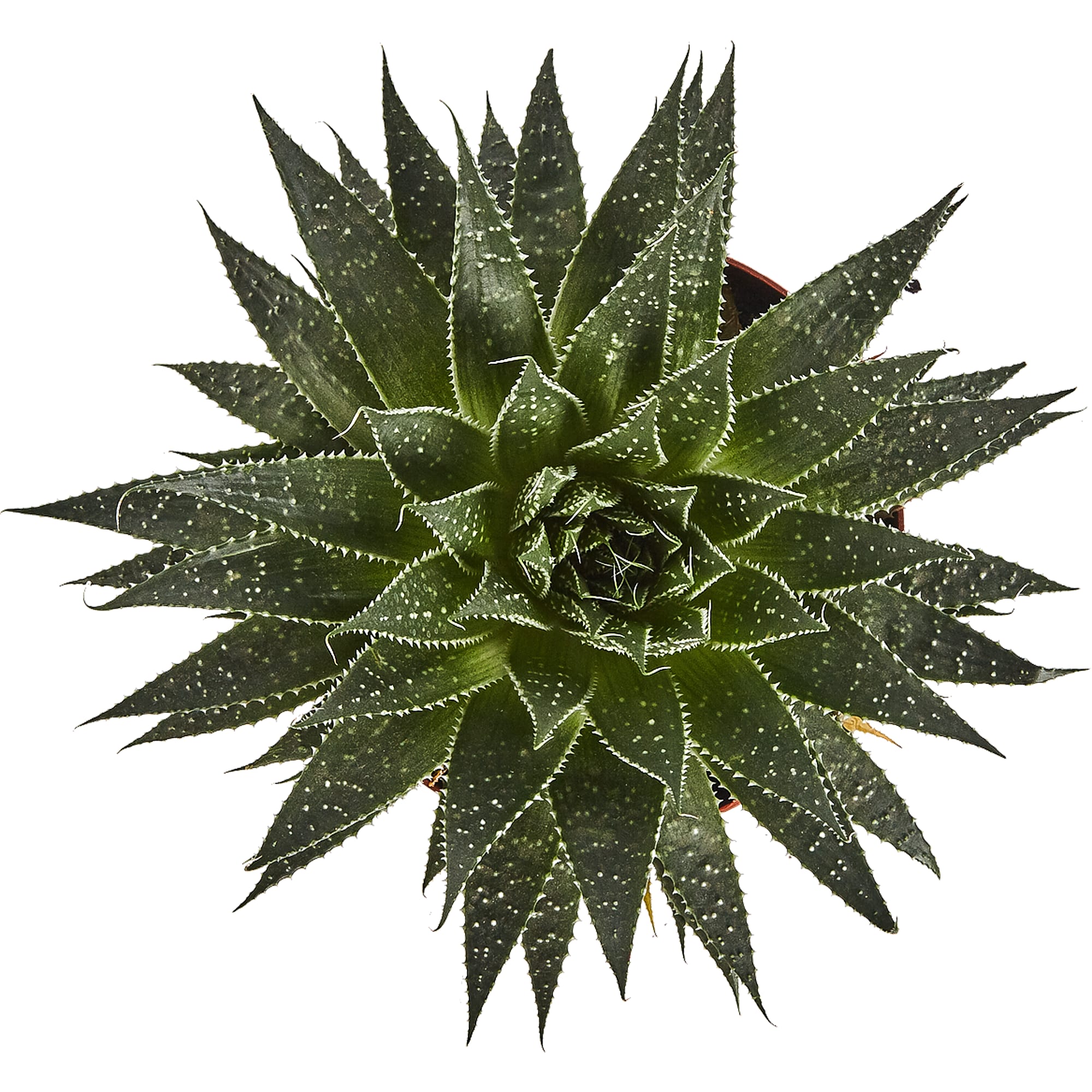 82850437 Алоэ Аристата 17х22 см Santreyd  - Вид №1