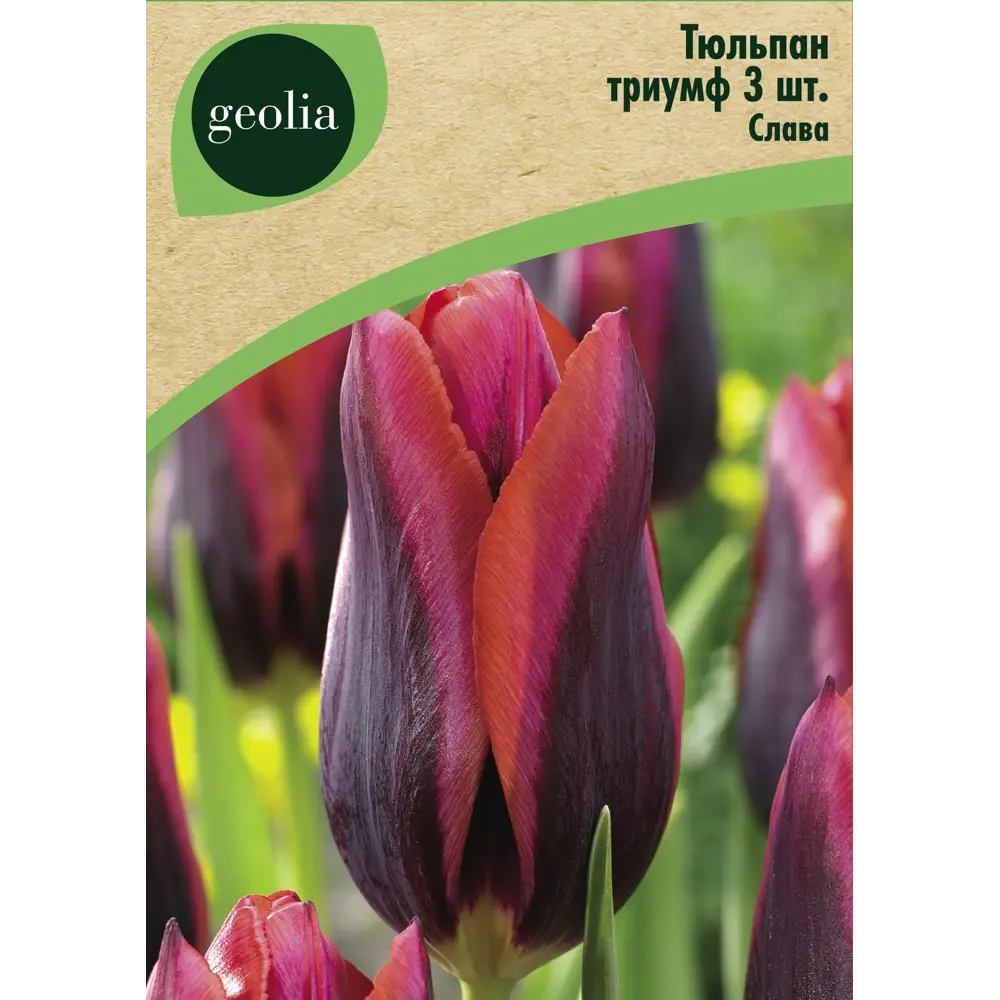 Тюльпан триумф Слава 3 шт GEOLIA STLM-2195141