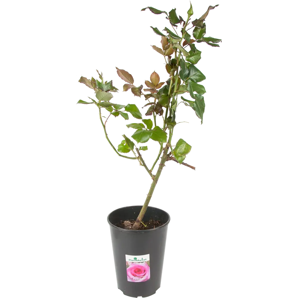 Роза чайно-гибридная розовая 15x55 см 82625115 STLM-2012352 PLANTMARKET 
