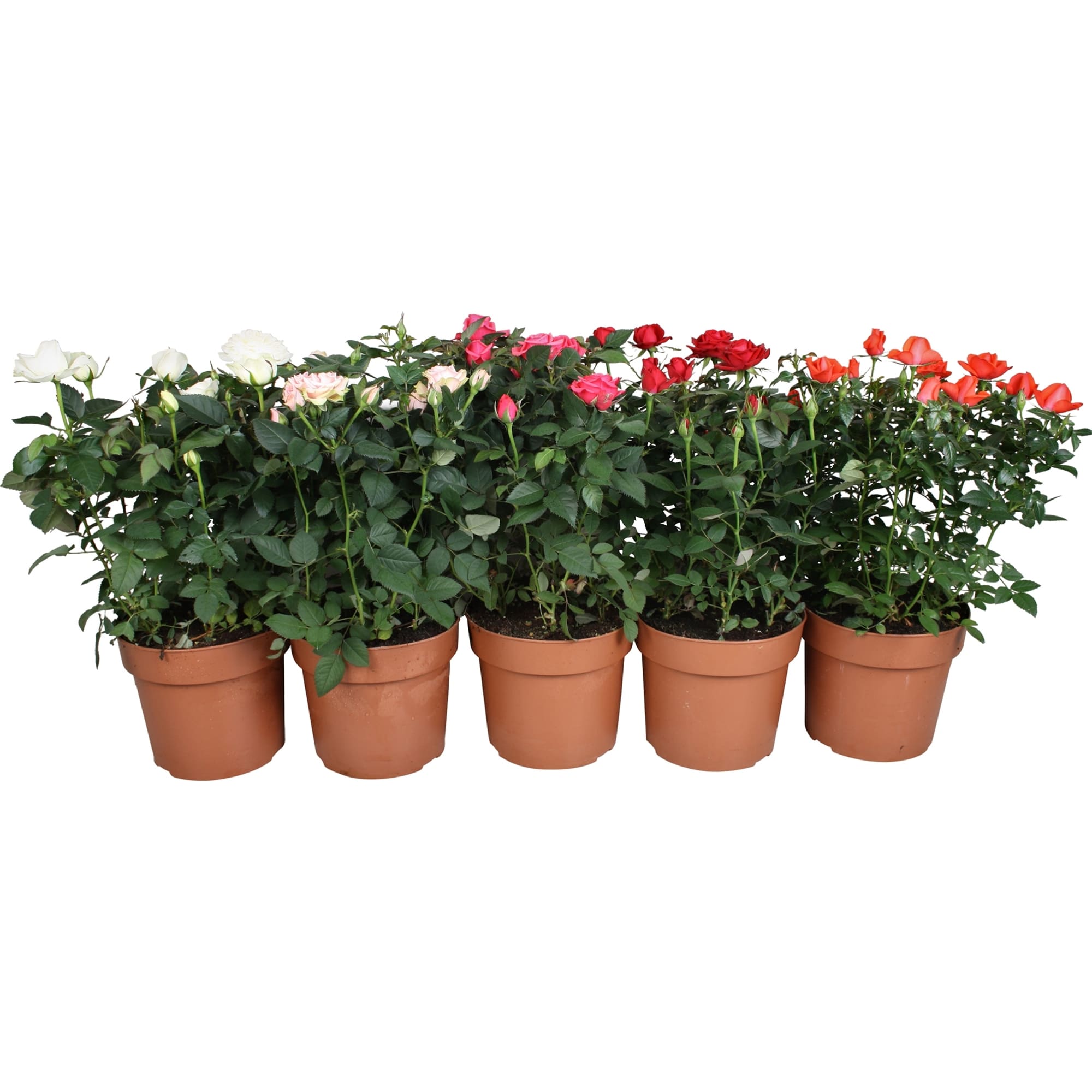 82877359 Роза Фаворит микс 17x40 см Santreyd 