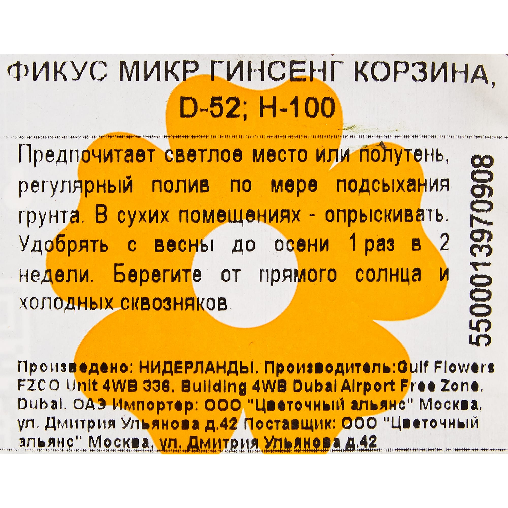 82849687 Фикус Микрокарпа Гинсенг в корзине 52х100 см Santreyd  - Вид №2