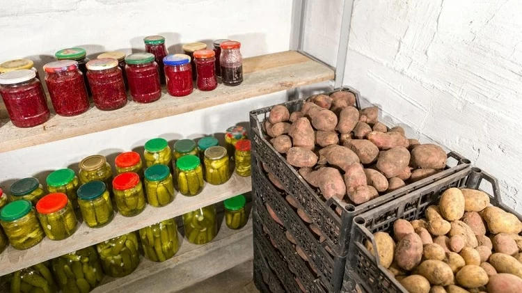 Хранение картофеля в погребе