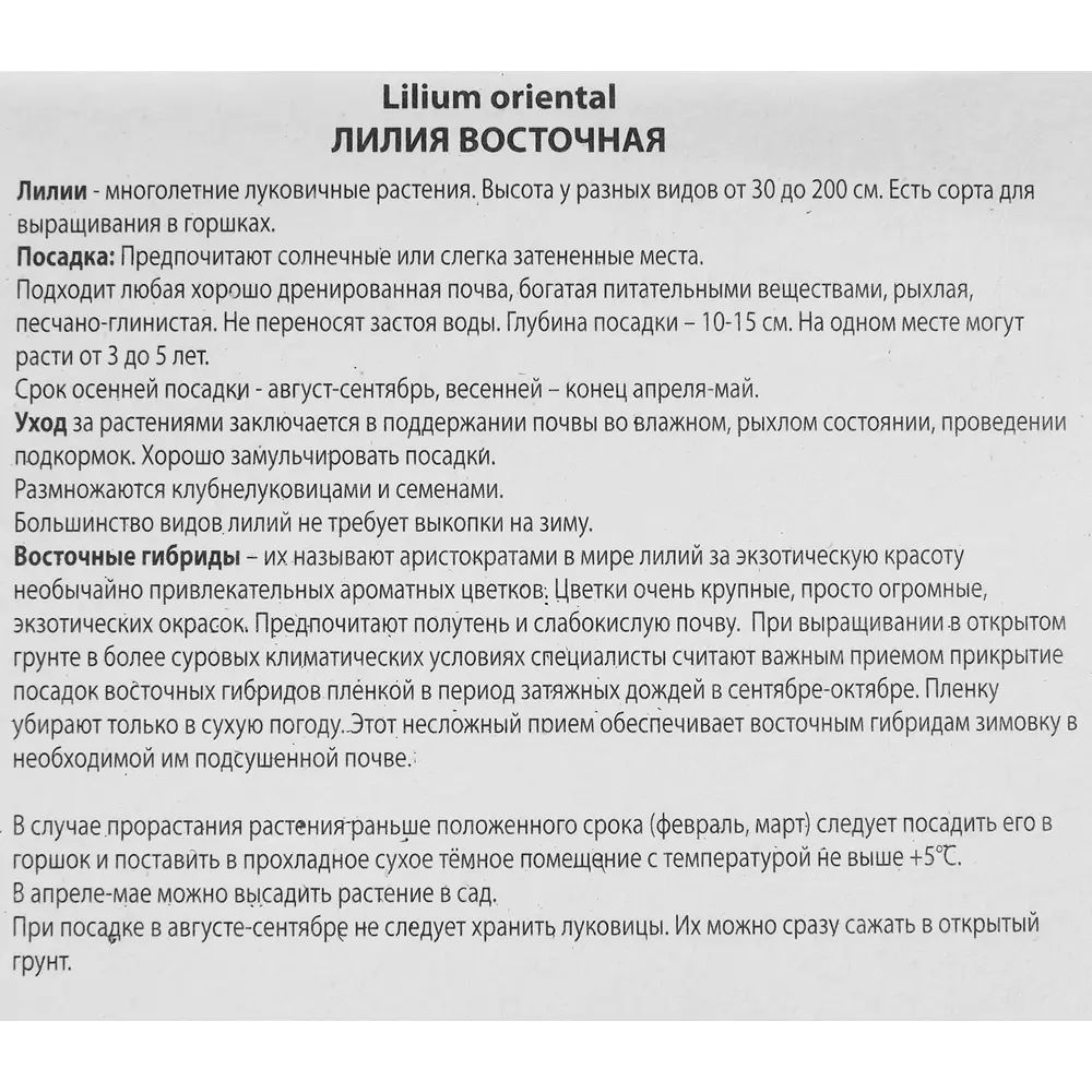 ПОИСК Лилия Эксельсиор - восточная красота для вашего сада 85205763 STLM-1578711 - Вид №2