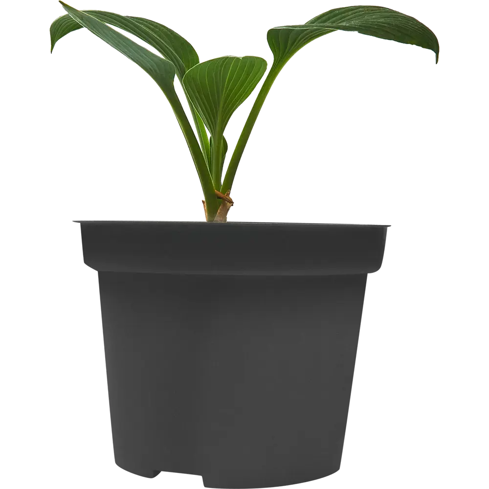 Хоста Ланцетолистная ø15 h40 см 84832098 STLM-2197818 PLANTMARKET 