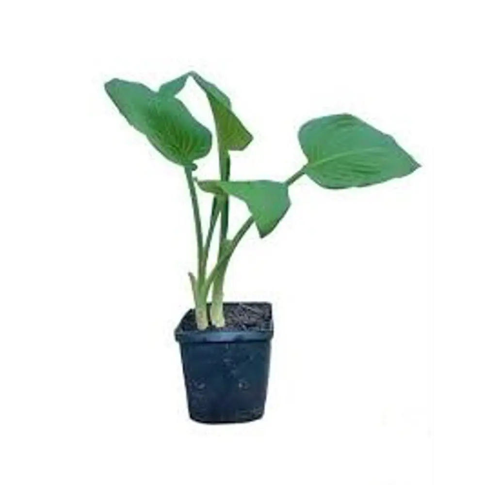 Хоста Роял Стандарт ø15 h20 см 89465468 STLM-2044959 PLANTMARKET  - Вид №1