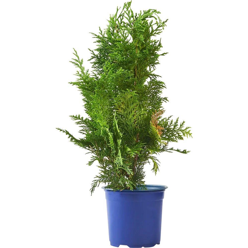 Кипарисовик Лавсона «Ивонне» С1, 30-35 см PLANTMARKET STLM-2094289