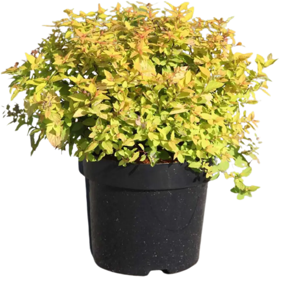 Спирея японская Голден Принцесс ø9 h15 см PLANTMARKET STLM-2078155