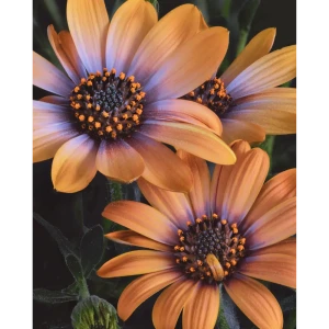 Картина на стекле Ромашки 40x50 см