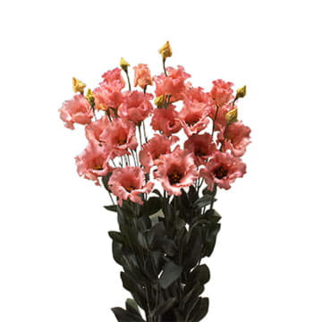 Лизиантус эн фалда салмон 70 см Santreyd 24170