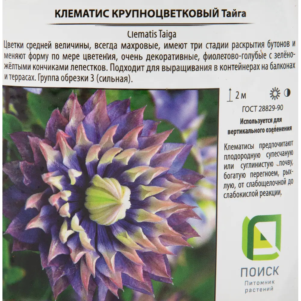 Клематис крупноцветковый «Тайга» 17x40 см 82585312 STLM-2012952 Santreyd  - Вид №2
