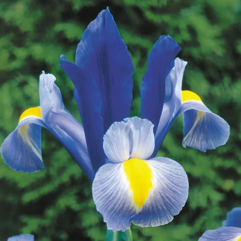 Ирис «Sapphire Beauty», 6х7 см GEOLIA STLM-2032366