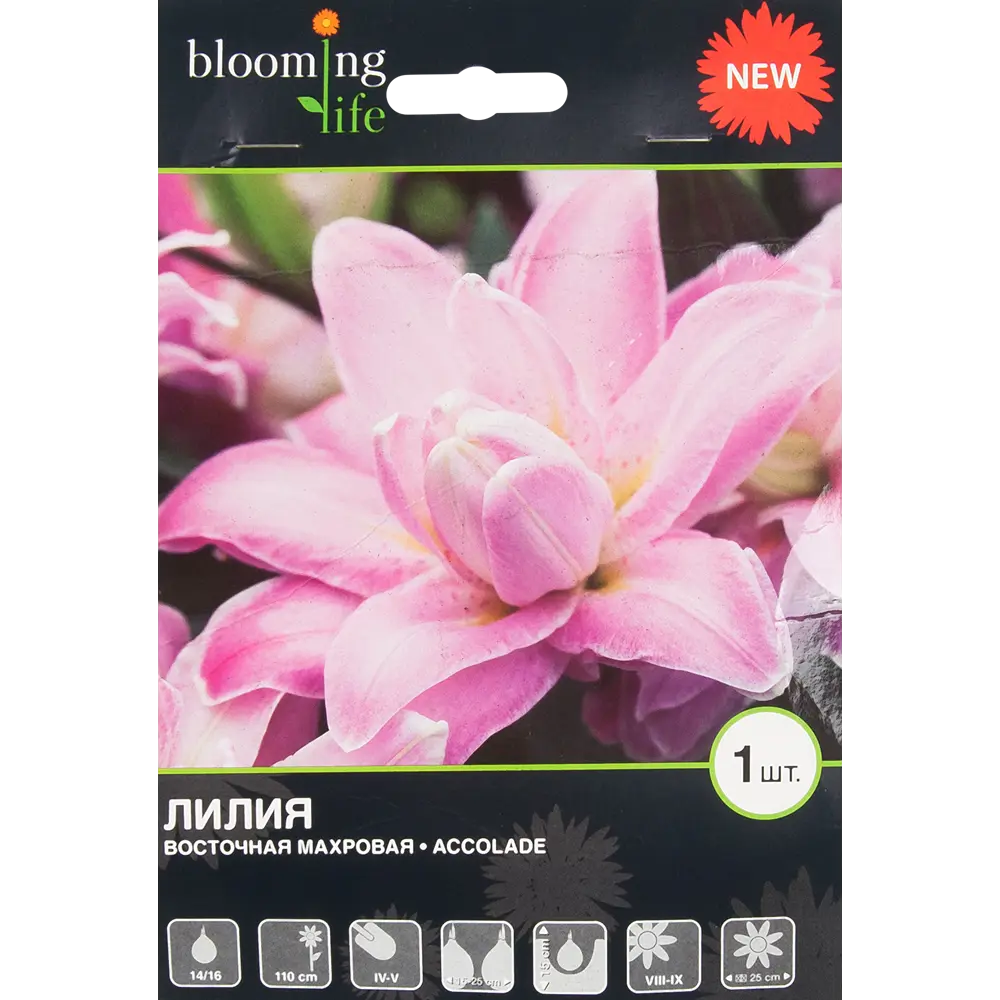 Лилия Акколад 14/16, 1 шт BLOOMING LIFE STLM-2202348