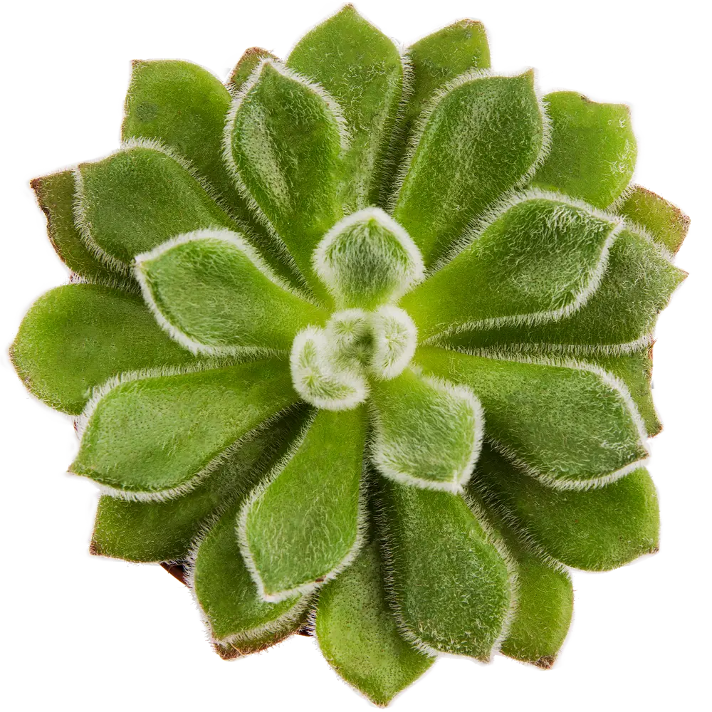 Суккулент микс 8.5 см 13944019 STLM-2166521 Santreyd  - Вид №1