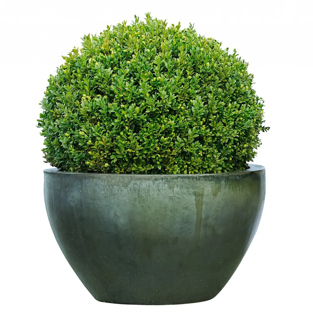 Самшит, микс, 15-20x10 см, Р9 ГАВРИШ STLM-2081007