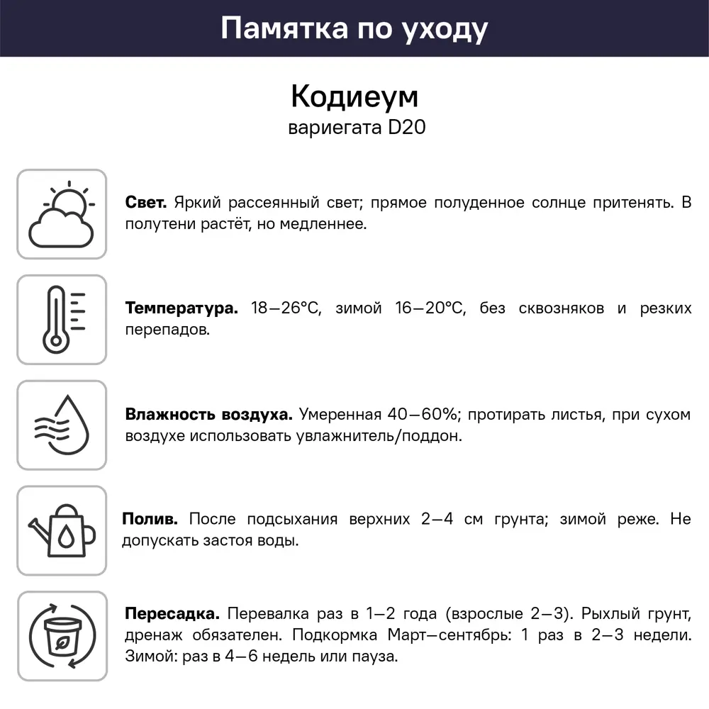 Кодиеум Вариегата ø20 h45 см 89421943 STLM-2030766 Santreyd  - Вид №1