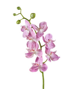 30.0611087LPK Орхидея Фаленопсис Элегант розово-белая Цветочная коллекция