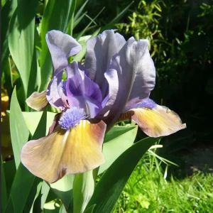 Ирис карликовый Фокус Покус - корневище многолетнего растения 89433508