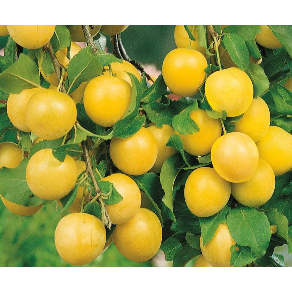 Алыча Злато скифов пакет 89465417 STLM-2157954 PLANTMARKET 
