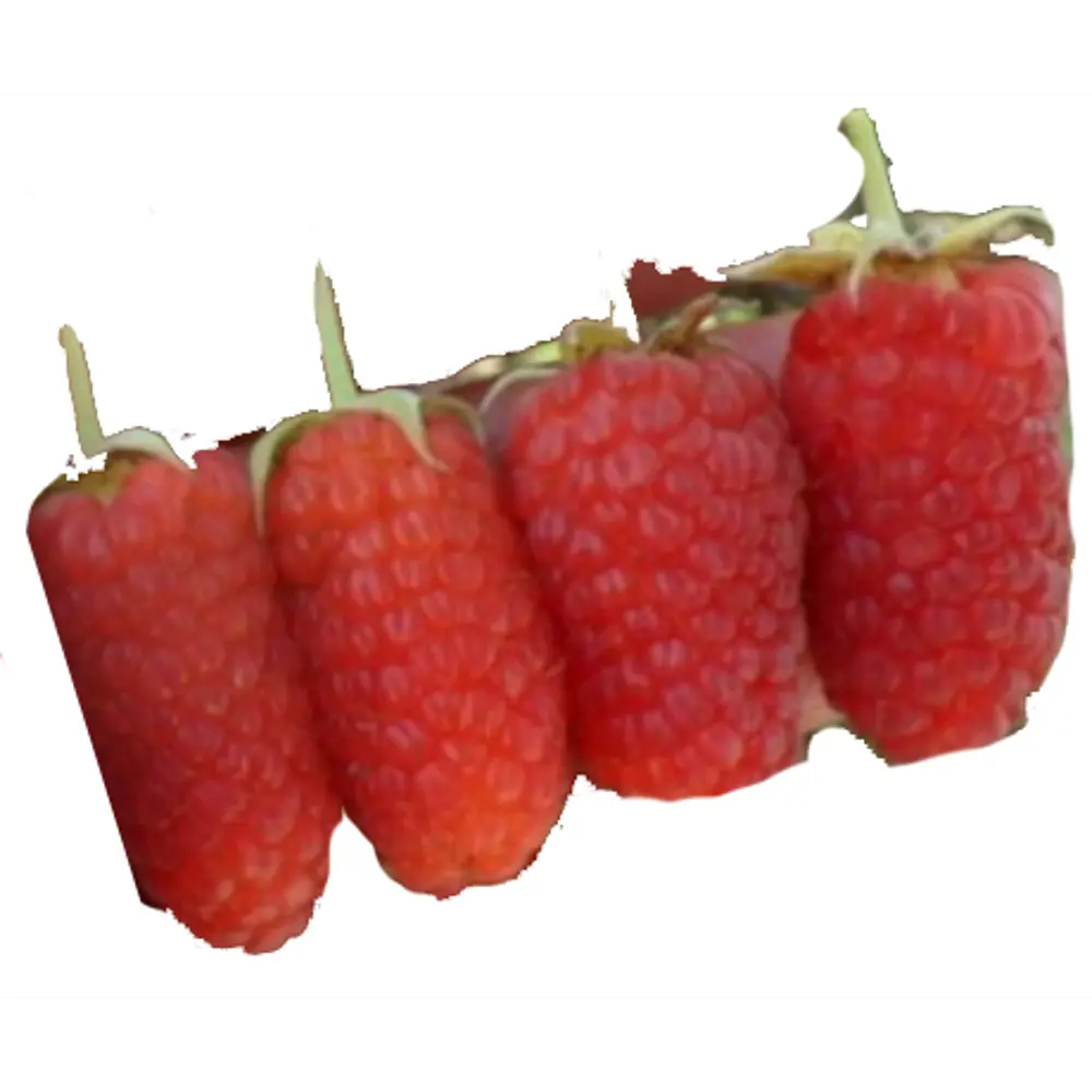 Малина «Рубиновое ожерелье» C2 высота 60-80 см ВСЕ В САД STLM-2211618