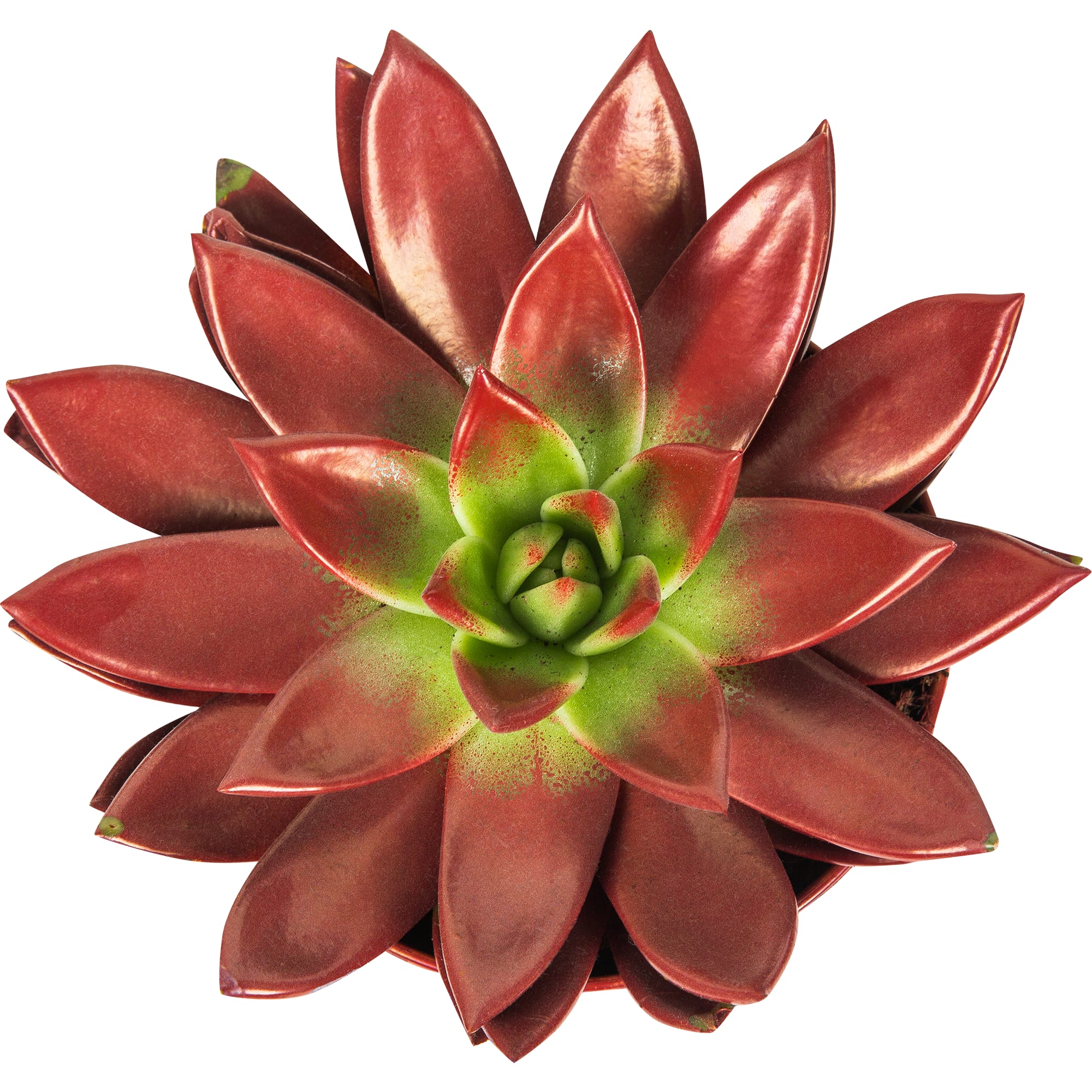 82929557 Эхеверия окрашенная микс 12x18 см Santreyd  - Вид №2